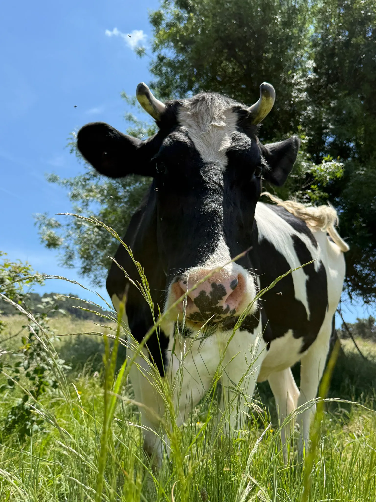 Loli, vaca rescatada en Fundación Santuario Vegan